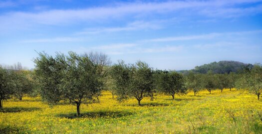 Raccolta meccanica delle olive in oliveto