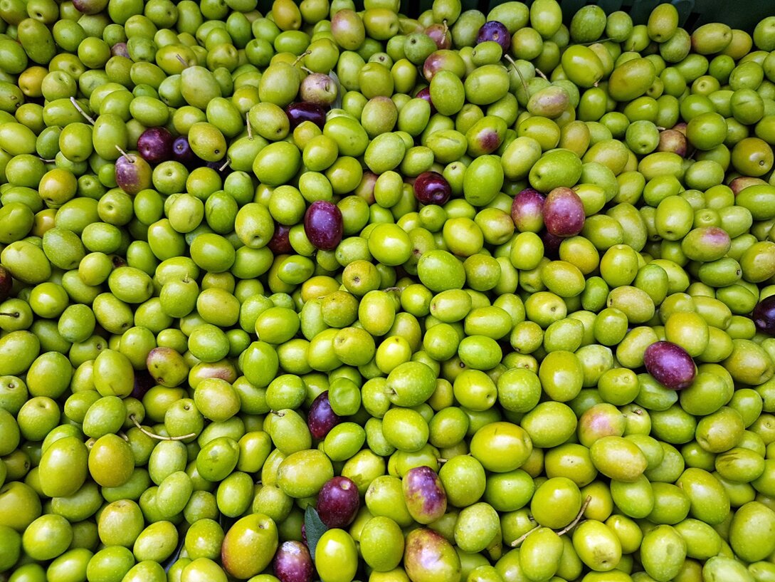 Ramo di olivo con olive verdi mature